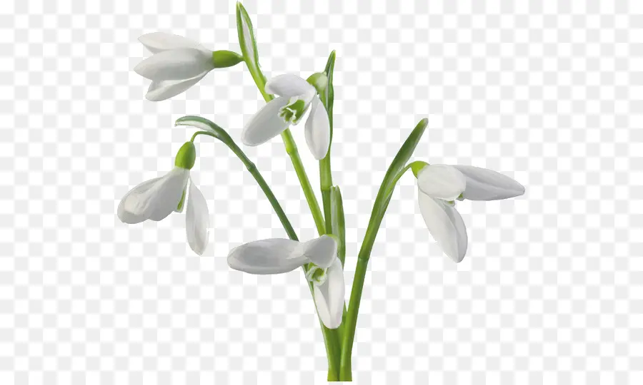 Perce Neige，Fleur PNG