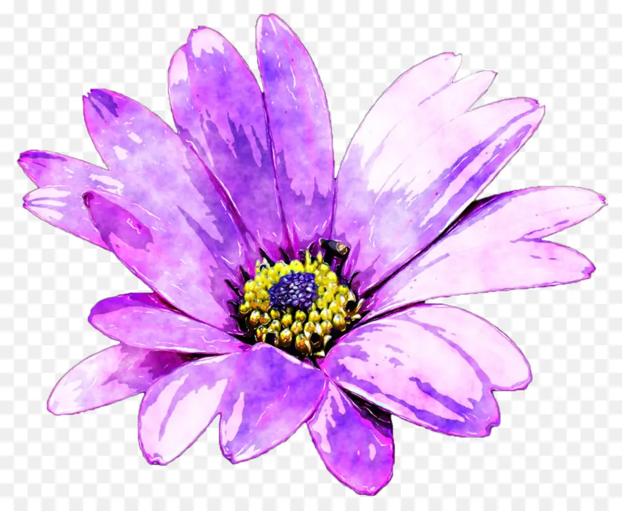 Fleur，Marguerite Commune PNG