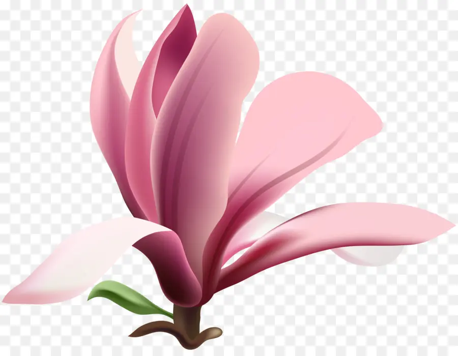 Magnolia Wilsonii，Fleur PNG