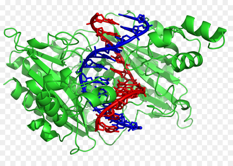 L Adn，L Enzyme De Restriction PNG