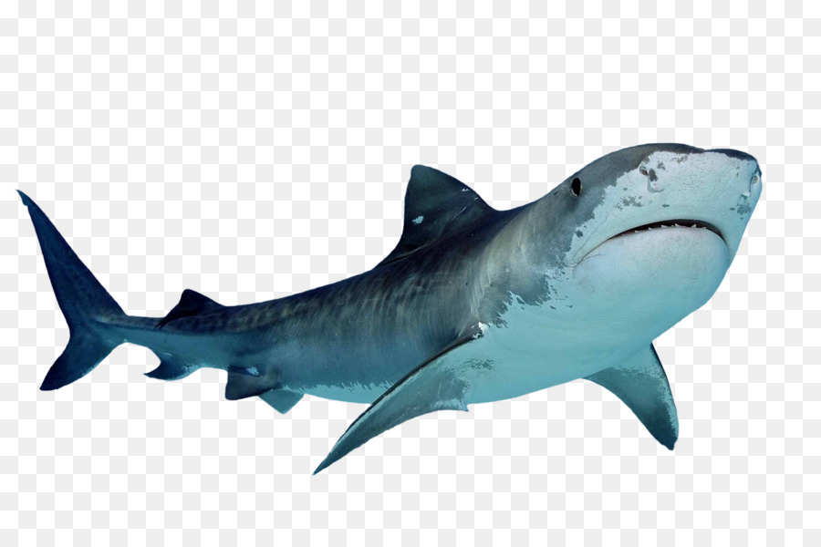 Requin Le Requin Tigre Ordinateur Icones Png Requin Le Requin Tigre Ordinateur Icones Transparentes Png Gratuit