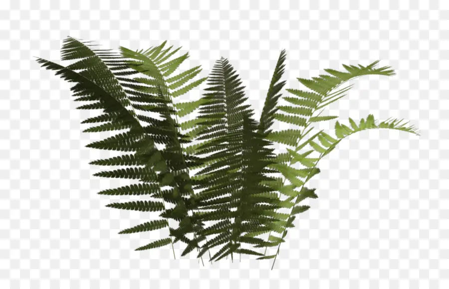 Fougère，Plante PNG