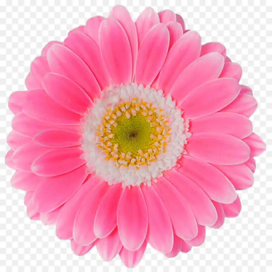 Fleur，Marguerite Transvaale PNG