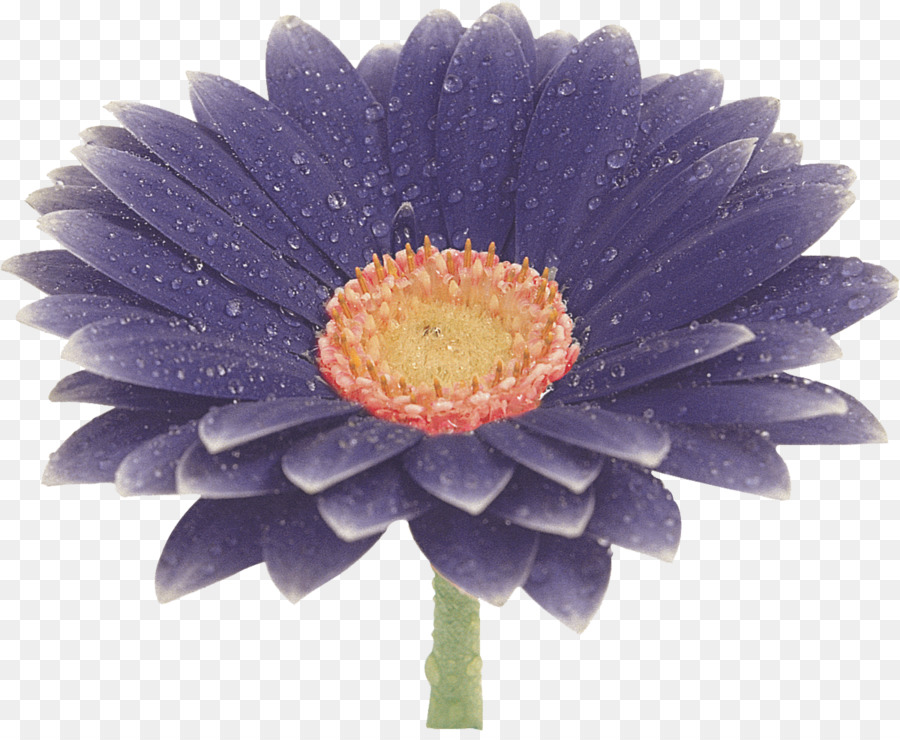 Fleur Violette，Fleurir PNG