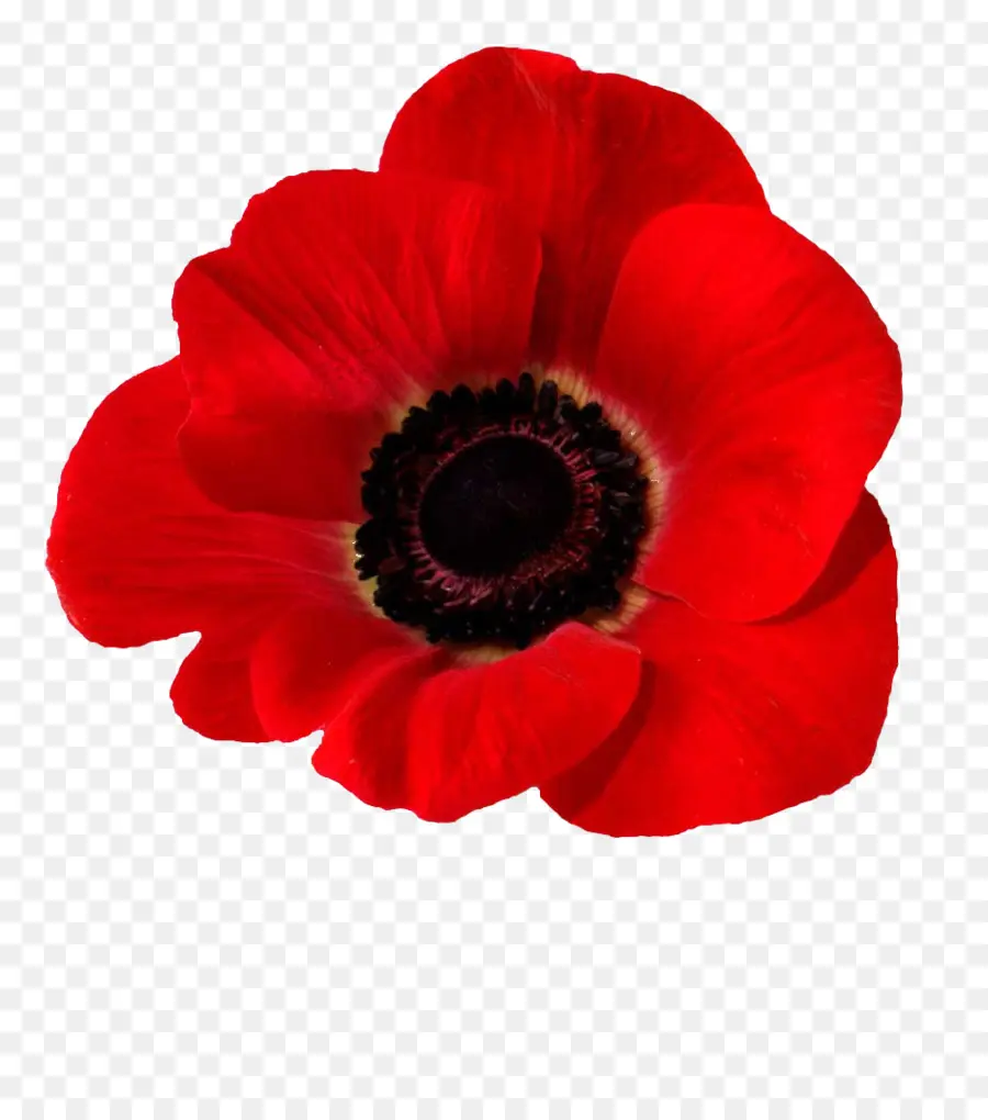 Fleur Rouge，Fleur PNG