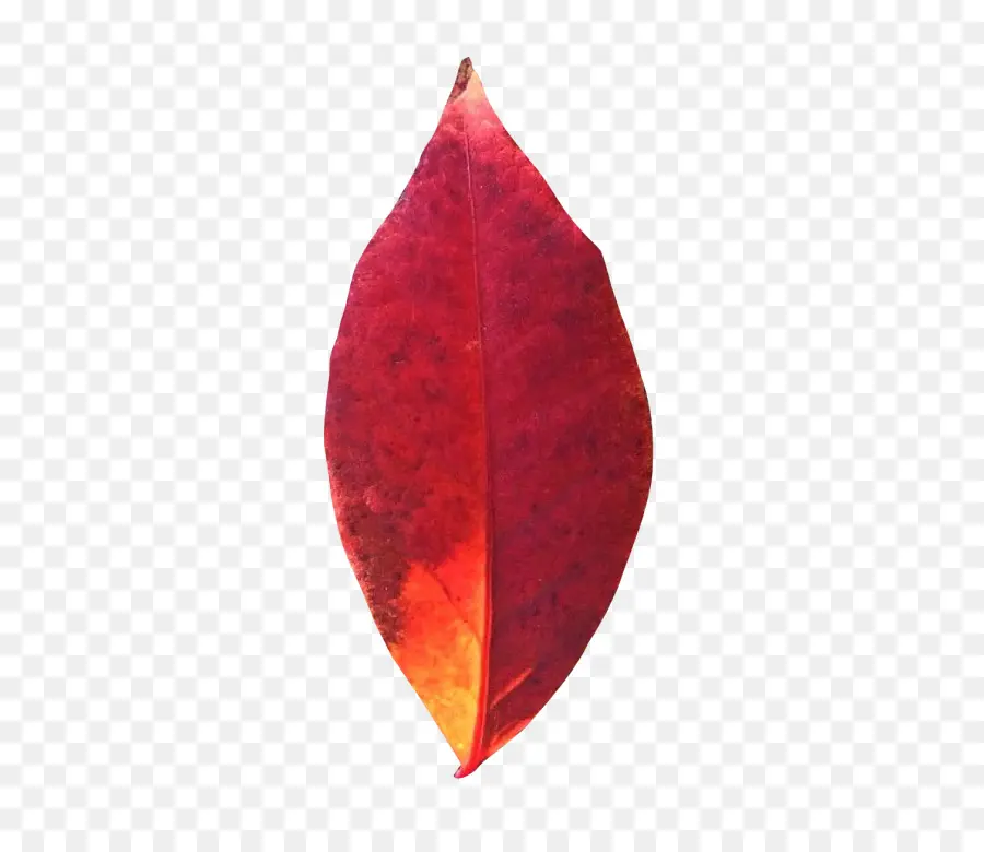 Feuille Rouge，Automne PNG