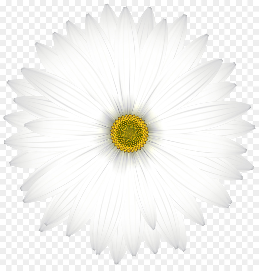 Marguerite Blanche，Marguerite PNG