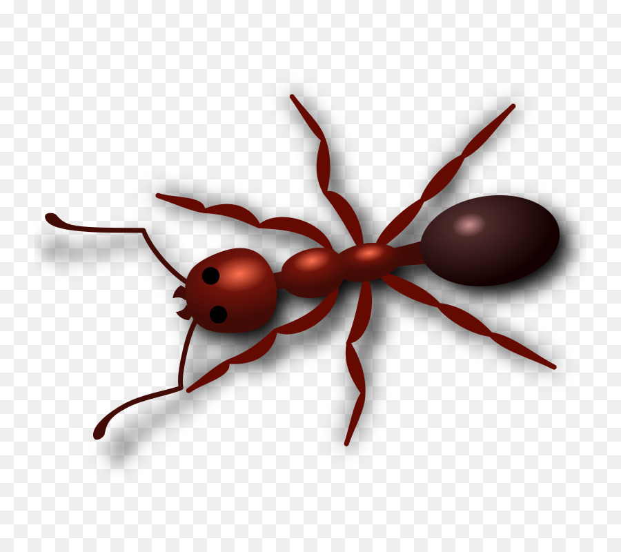 Fourmis，Cercle PNG