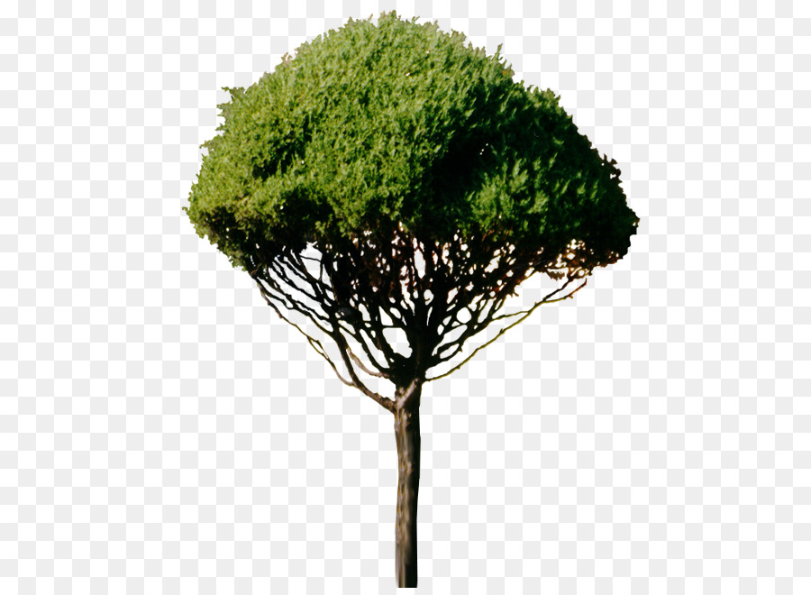 Arbre，Branche PNG