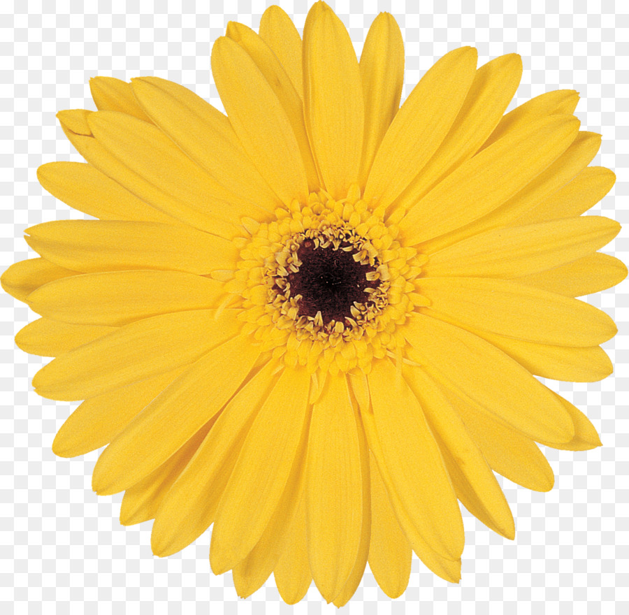 Fleurs Jaunes，Fleurir PNG