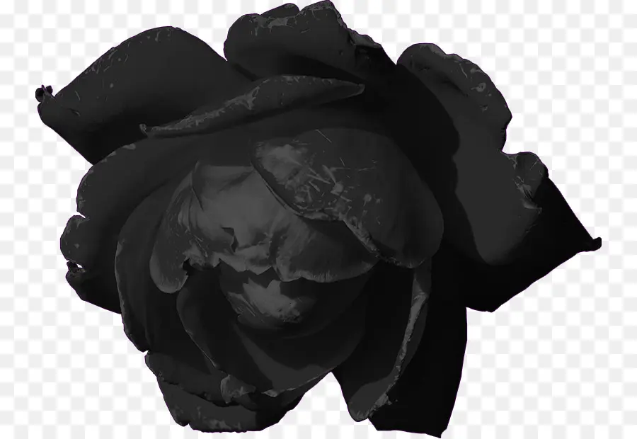 Rose，L Obscurité PNG