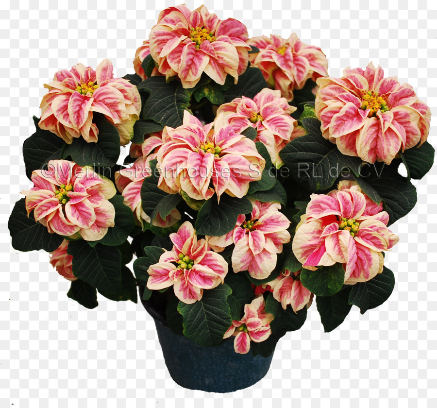 Fleur，Poinsettia PNG