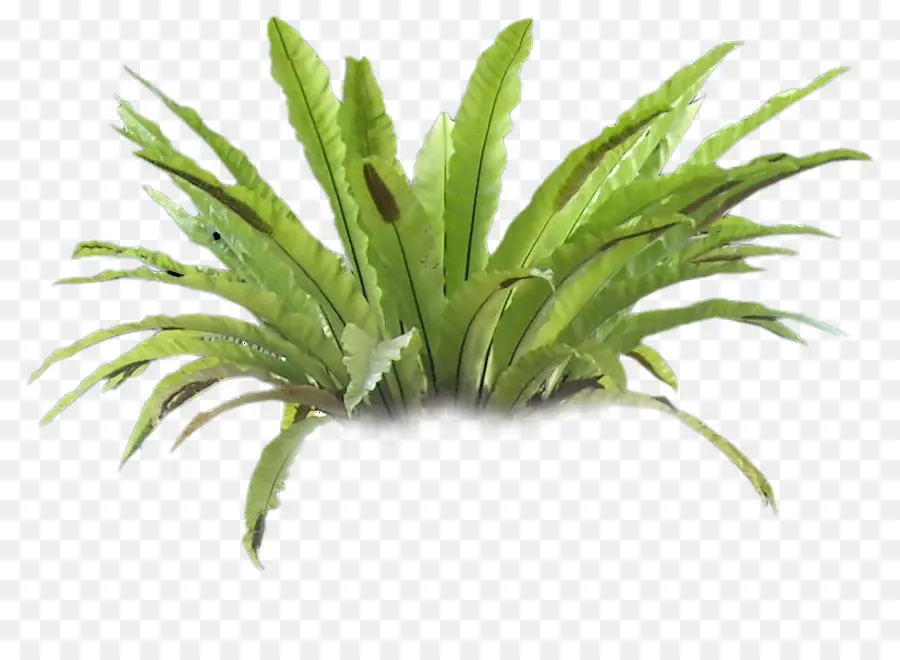 Plante，Fougère PNG