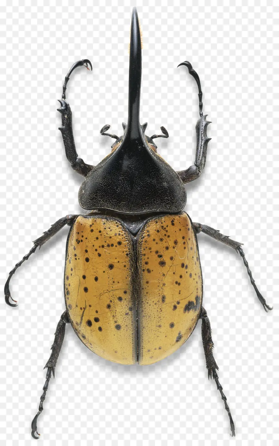 Scarabée，Hercules Beetle PNG