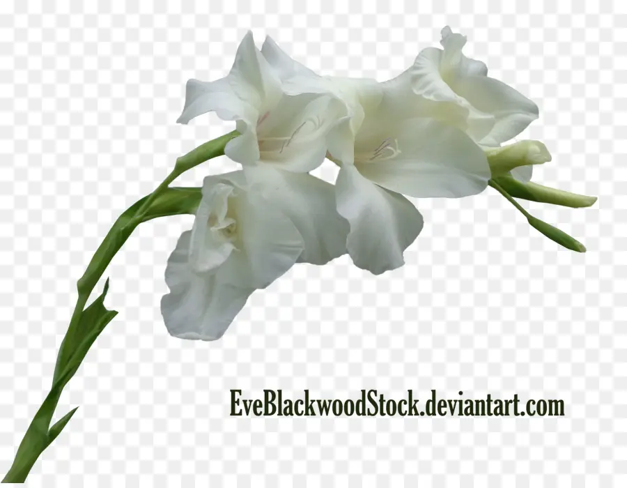 Fleurs Blanches，Fleurir PNG