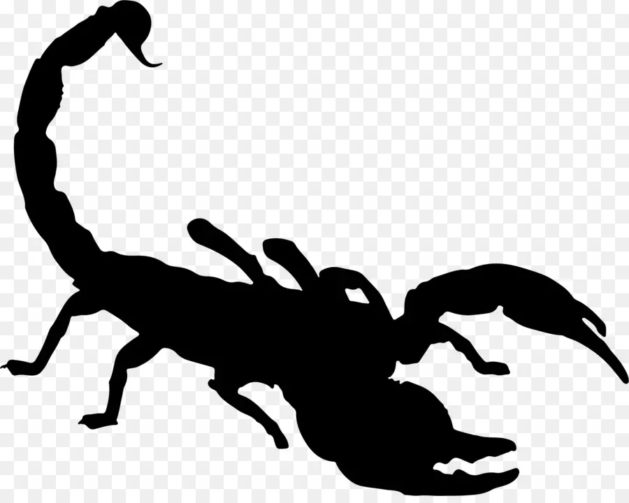 Silhouette De Scorpion，Insecte PNG