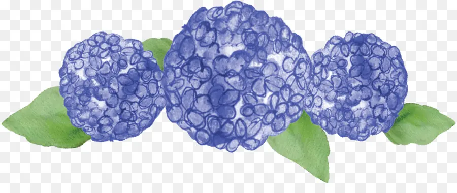 Hortensia Bleu，Feuilles PNG