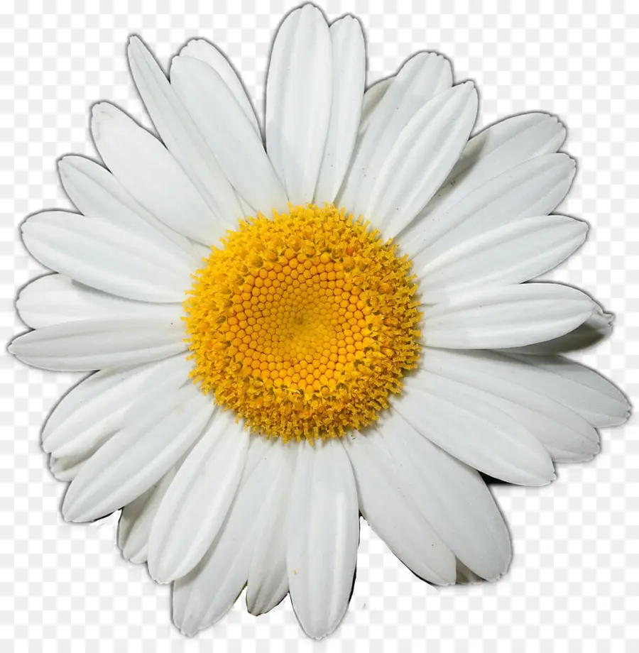 Fleur，Marguerite PNG