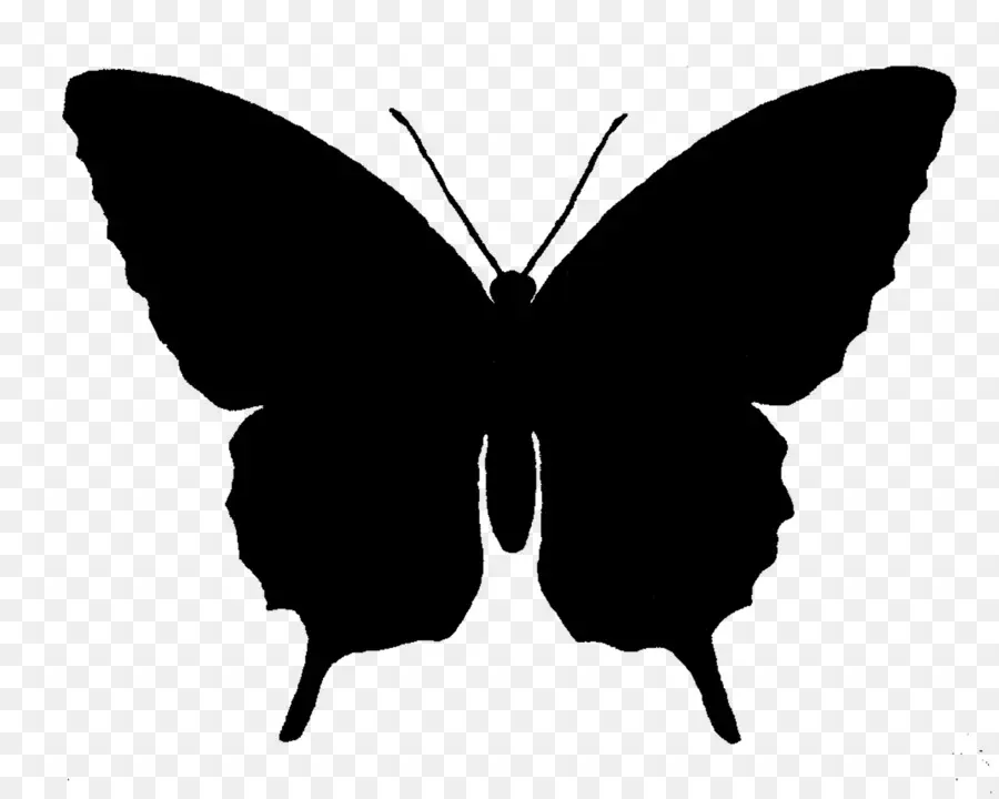 Papillon，Silhouette PNG