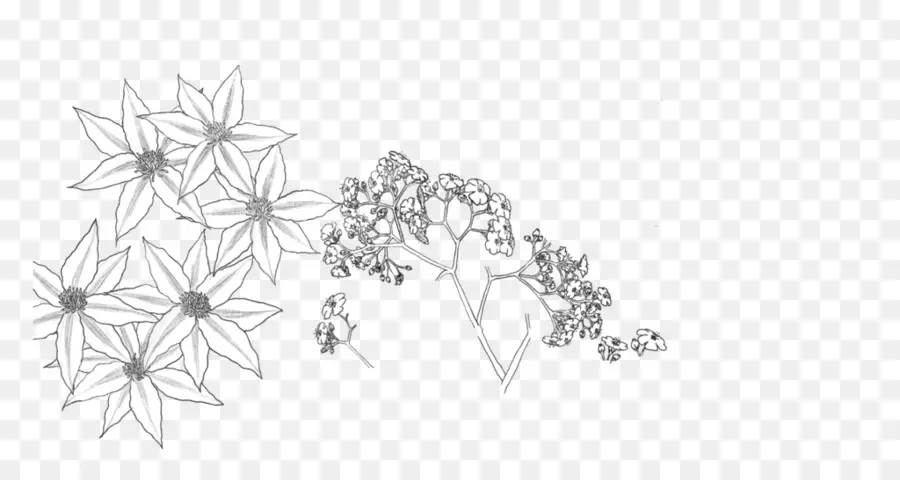 Croquis De Fleurs，Contour PNG