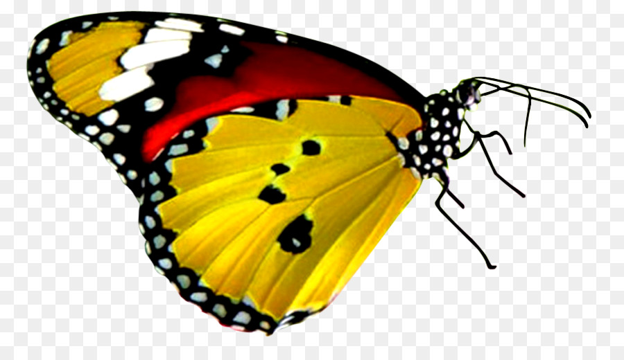 Papillon，Insecte PNG