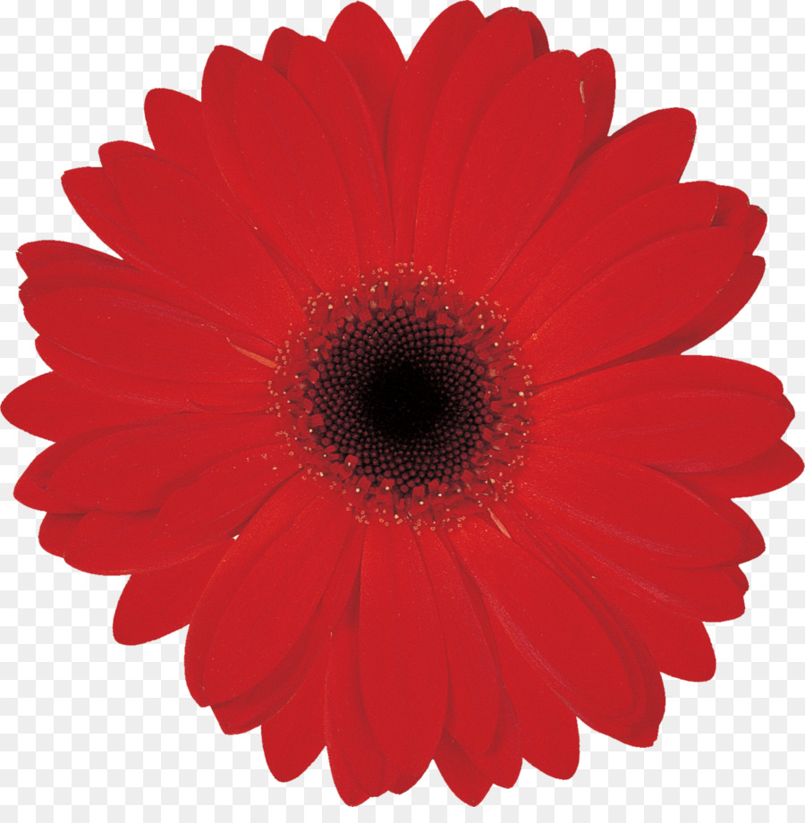 Fleur，Rouge PNG