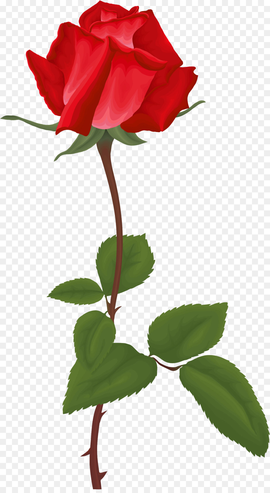 Rose，Rouge PNG