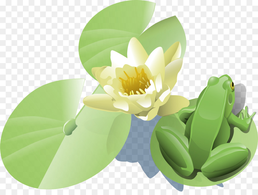 Grenouille，Égyptienne Lotus PNG