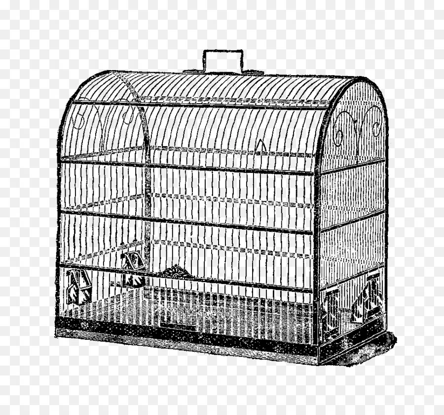 Oiseau，Cage à Oiseaux PNG