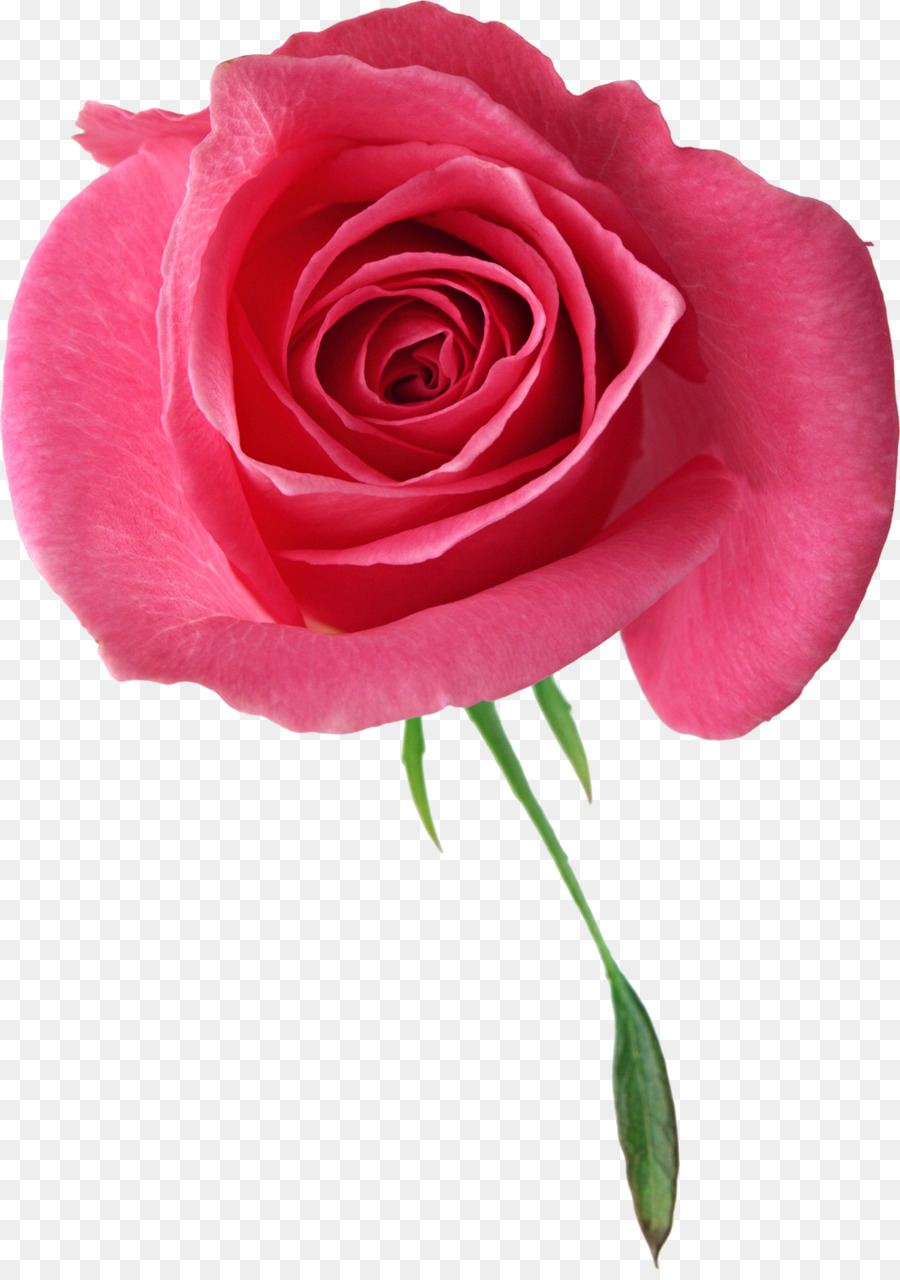 Rose Rose，Floraison PNG