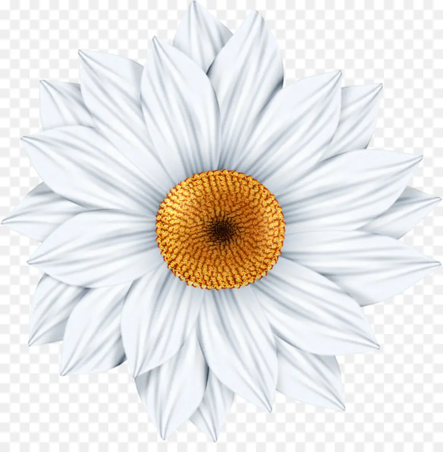 Marguerite Blanche，Pétales PNG