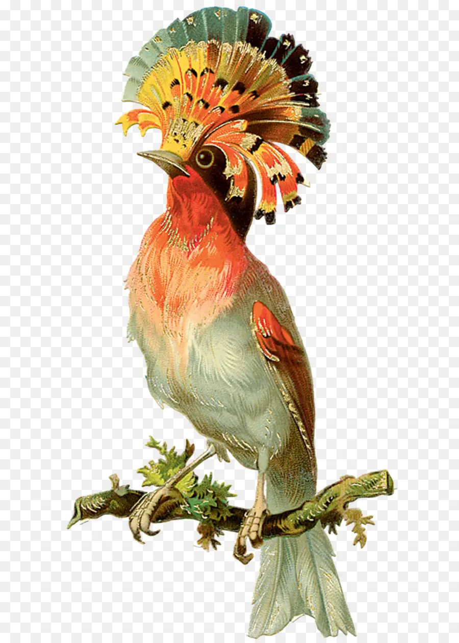 Oiseau Exotique，Coloré PNG