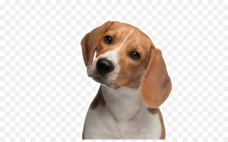 Beagle，Chihuahua PNG