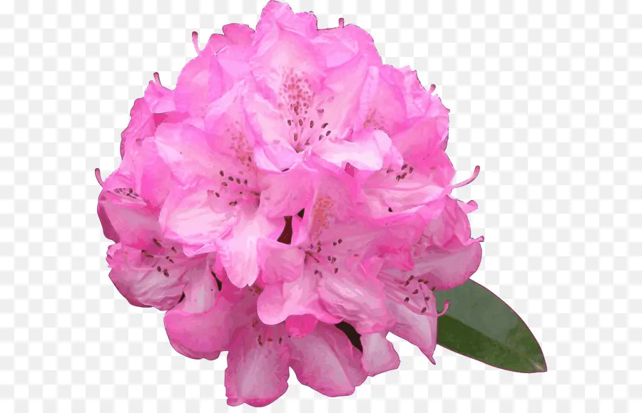 Rhododendron Macrophyllum，Fleur PNG