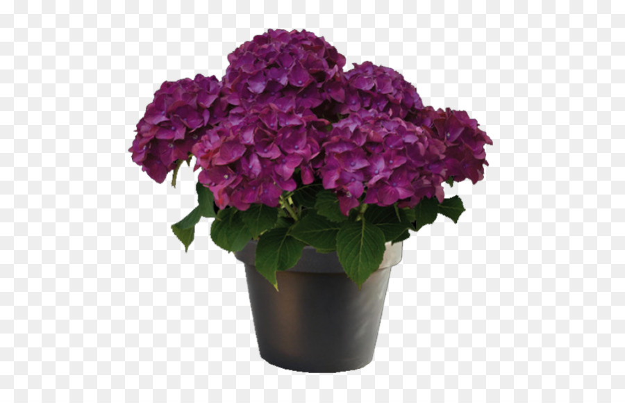 Français Hortensia, Violet, Plante PNG - Français Hortensia, Violet, Plante  transparentes | PNG gratuit