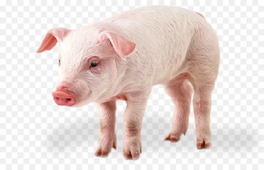 Cochon，Porcs Et Cochons PNG
