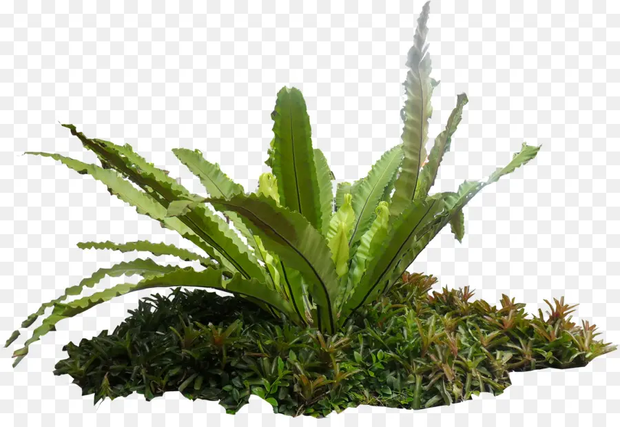 Asplenium Nidus，Asplenium Antique PNG