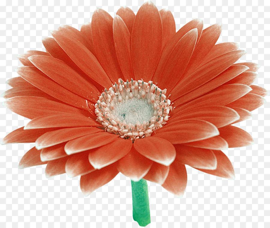 Fleur Rouge，Fleur PNG