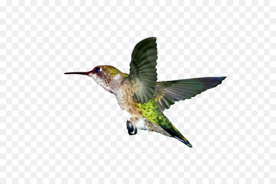 Colibri，Vol PNG