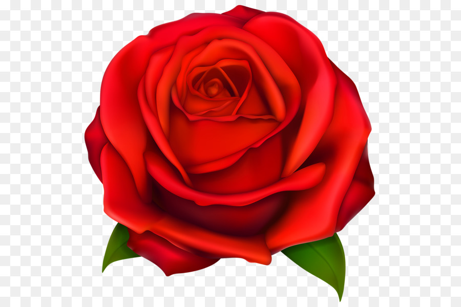 Rose，Rouge PNG