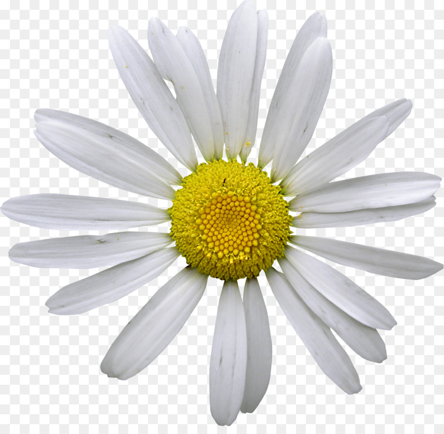 Marguerite Blanche，Marguerite PNG