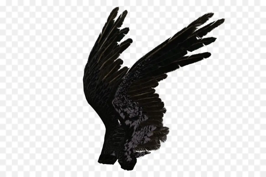 Ailes Noires，Plumes PNG