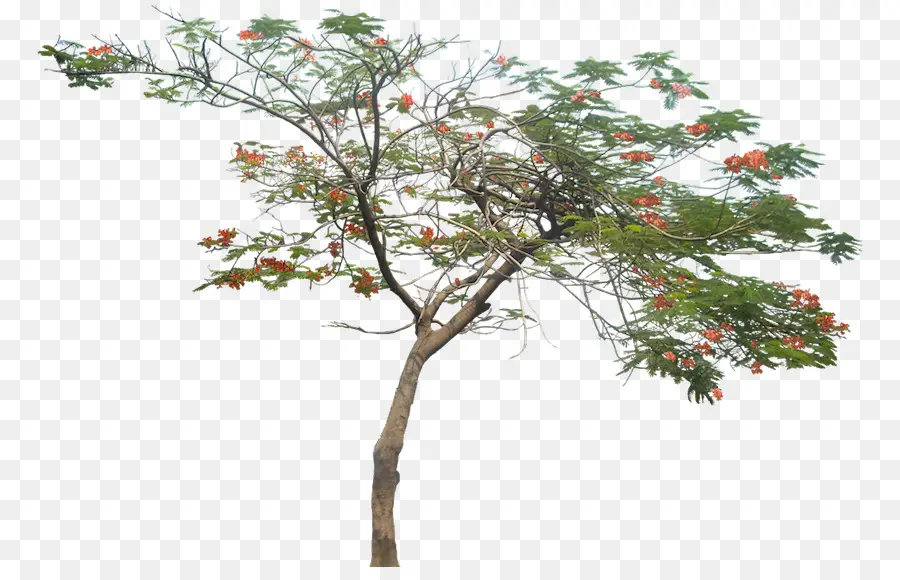 Arbre，Feuilles PNG