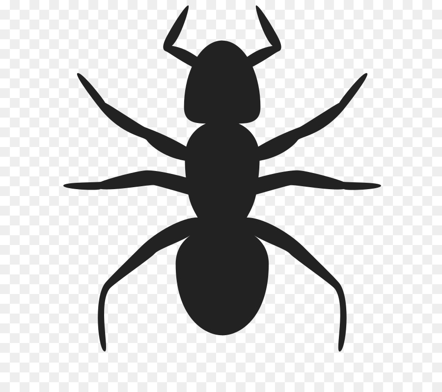 Fourmi，Insecte PNG