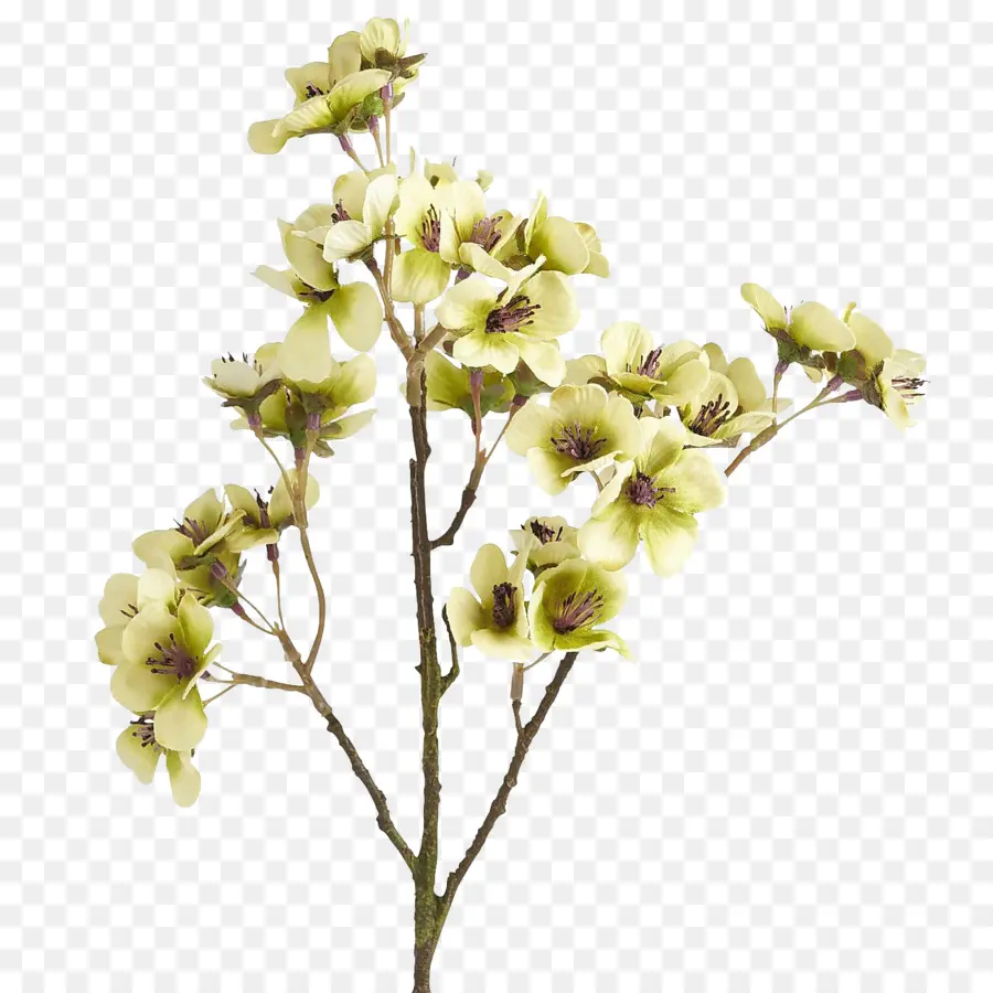 Fleur，Brun PNG