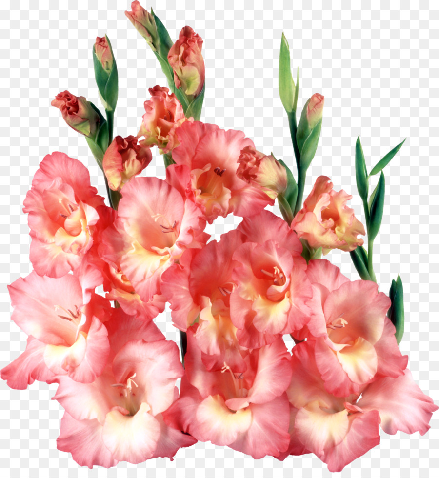 Glaïeul Rose，Fleurir PNG