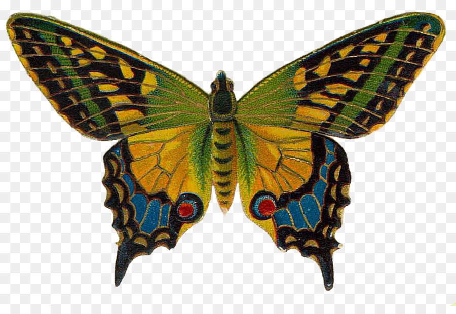 Papillon，Couleurs Volantes PNG