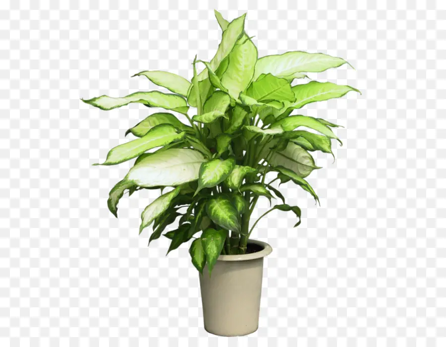 Syngonium Podophyllum，Plante D Intérieur PNG