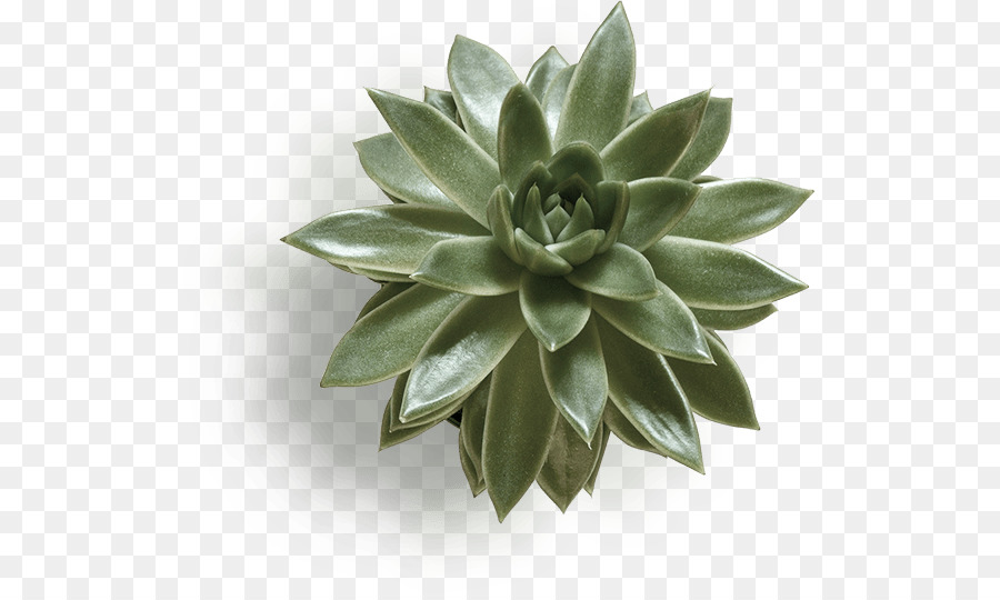 Succulent，Vert PNG