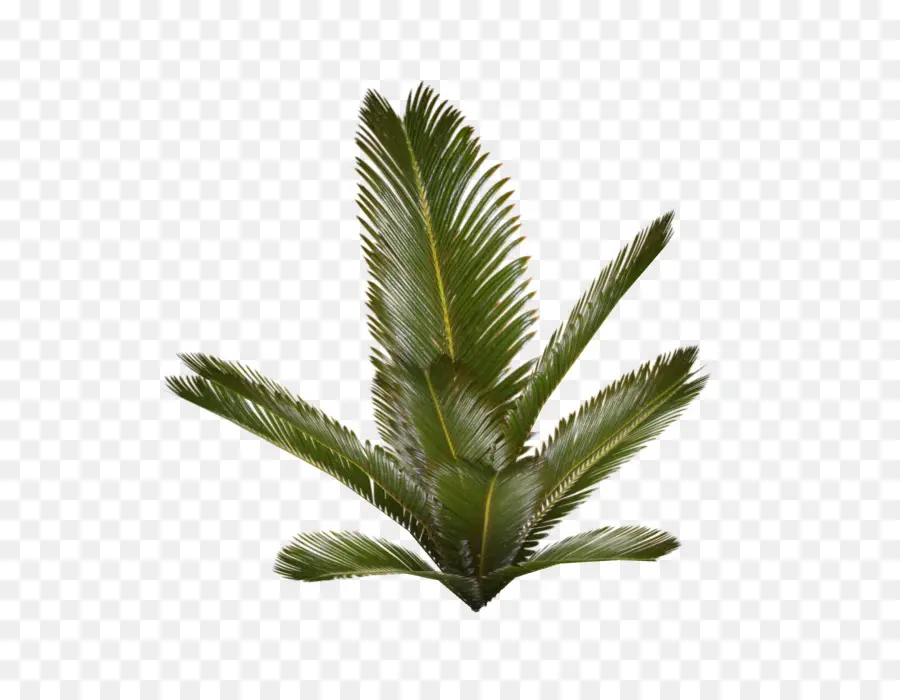 Plante，Arecaceae PNG